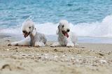 BEDLINGTON TERRIER 049